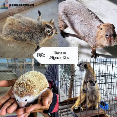 Desaru  Alpaca Farm - Desaru